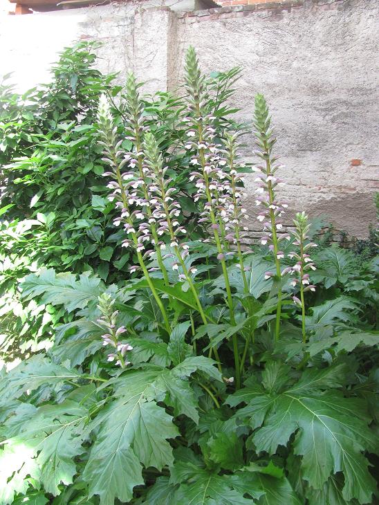 Acanthus mollis / Acanto comune, Branca orsina